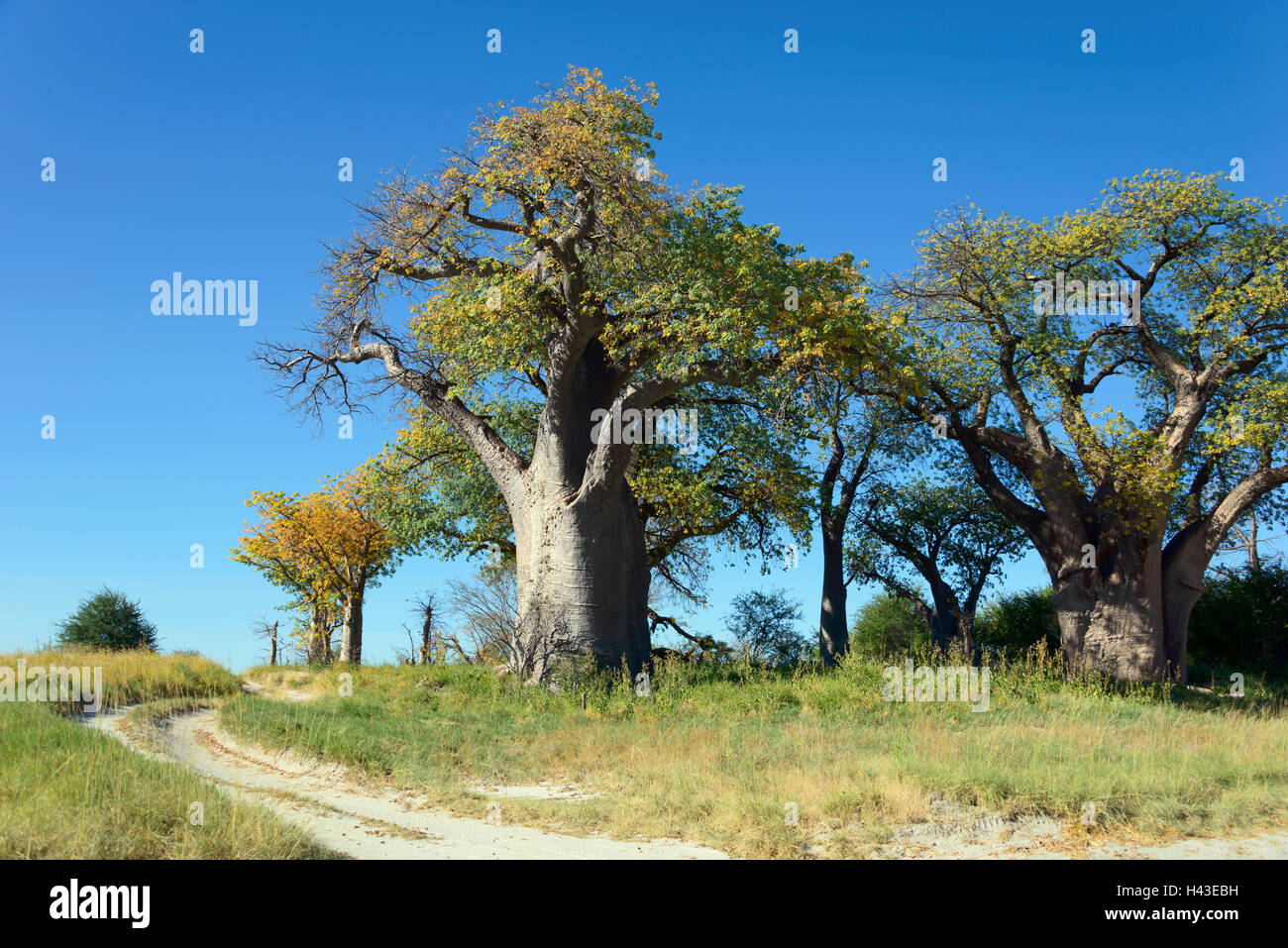Viejo baobab (Adansonia digitata) los árboles, Baines Baobabs, Parque Nacional de Nxai Pan, Botswana Foto de stock