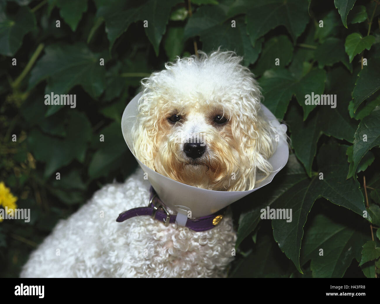 Collares animales fotografías e imágenes de alta resolución - Alamy