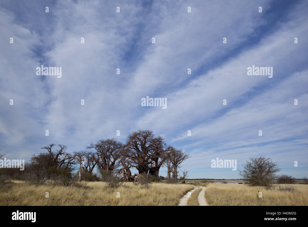 África, Botswana, distrito del noroeste, parque nacional Nxai-Pan Baines-Baobabs, Adansonia digitata, Foto de stock