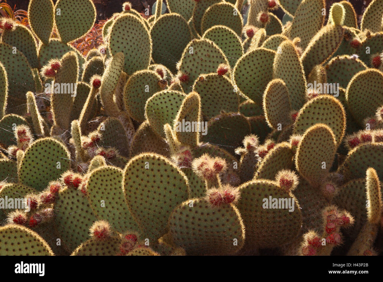 Los cactus, Opuntia microdasys, Foto de stock