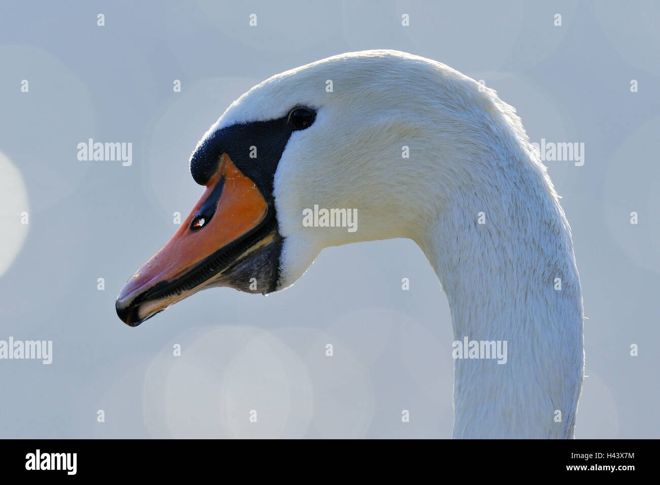 Joroba swan, Cygnus olor, banda de rodadura, Foto de stock