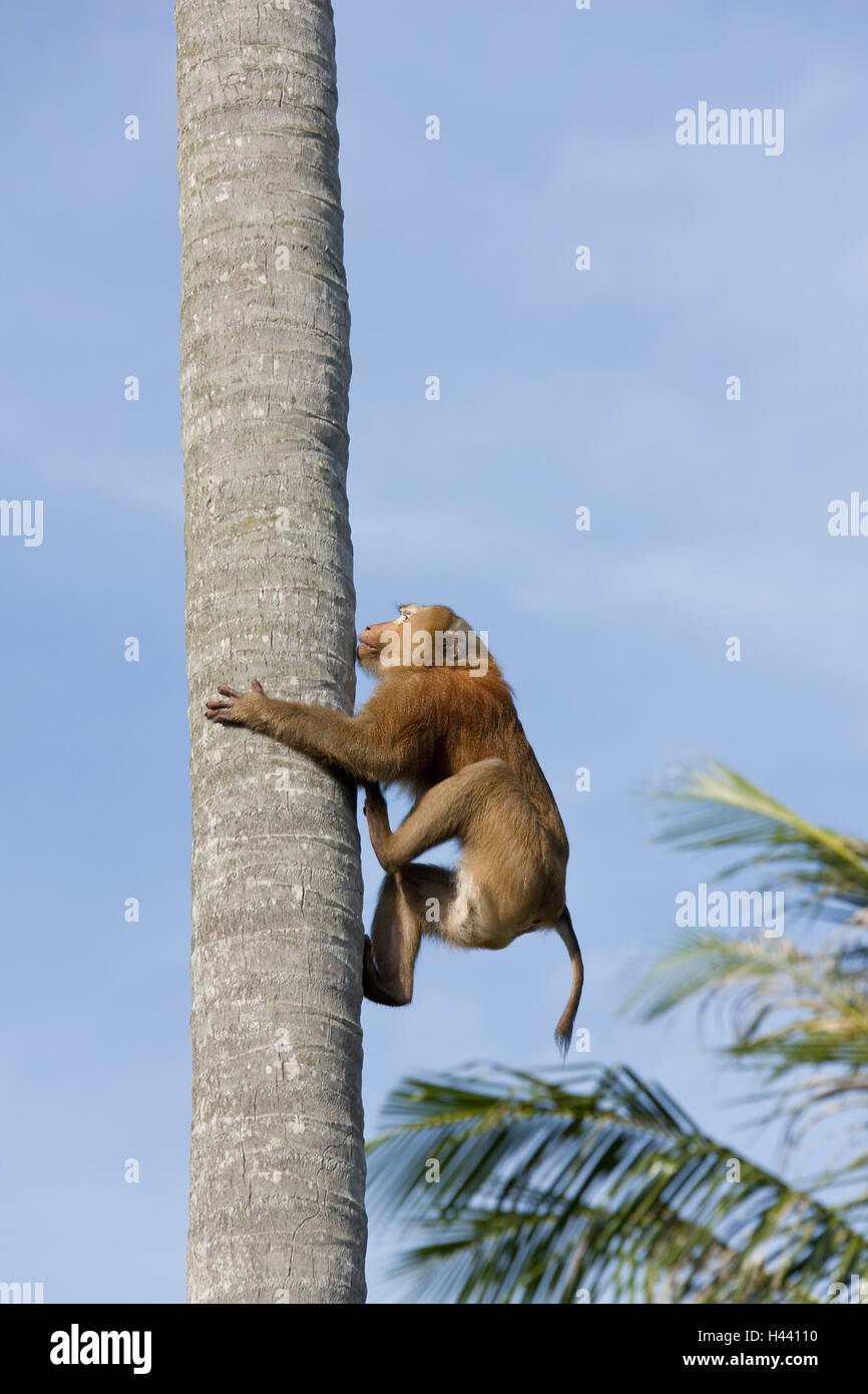 Tailandia, la isla de Phuket, palm, cepa, mono, subir en el lateral, Foto de stock