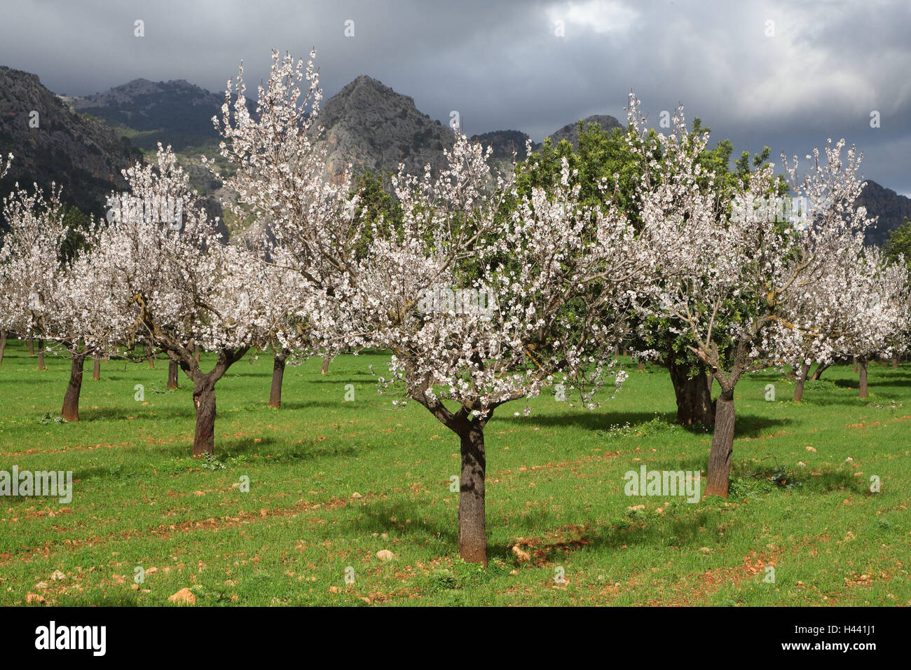 Mallorca, paisaje de montaña, almendros en flor, España, las Islas  Baleares, Islas Baleares isla, paisajes, montañas, montañas, plantas,  árboles, almendros en flor, período bloom, naturaleza, vegetación, calor,  clima, mediterráneo Fotografía de stock -