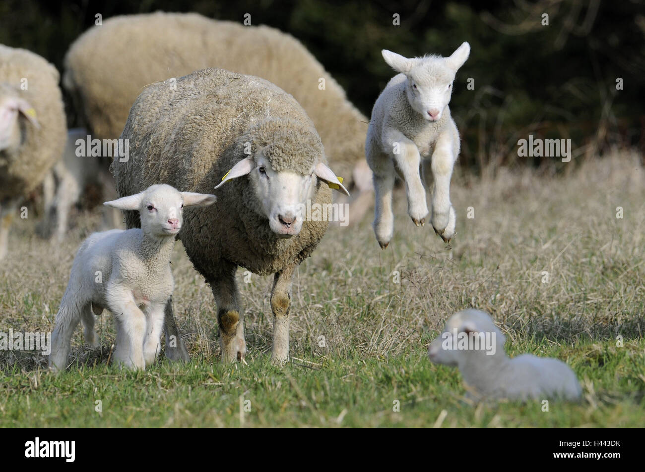 Meadow, rebaños de ovejas Merino, corderos, correr, saltar, animales, mamíferos, benefician a los animales, ovejas, Schafrasse, tierra ovejas Merino, los animales jóvenes, pastos, en el exterior, la agricultura, la ganadería, tener mascotas, Foto de stock