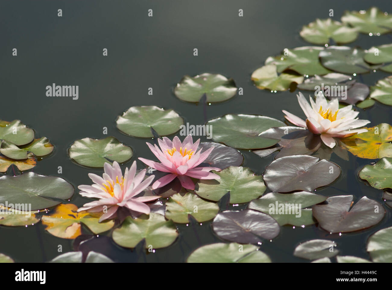 Los lirios de agua, tres hojas de nenúfar, estanque Fotografía de stock -  Alamy