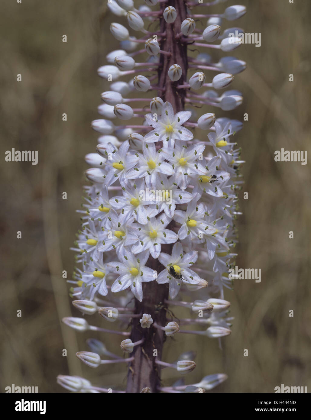 Mar, bulbo Urginea maritima, flores, blancas, plantas, flores, plantas silvestres, blossom, período Bloom, la naturaleza, la botánica Fotografía de stock - Alamy Mar, bulbo Urginea maritima, flores, blancas, plantas, flores, plantas silvestres, blossom, período Bloom, la naturaleza, la botánica Fotografía de stock - Alamy