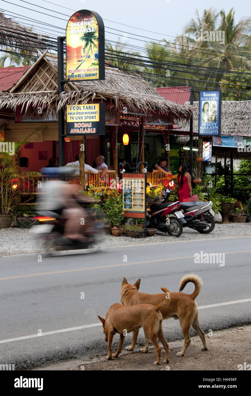 Tailandia, la isla de Phuket, Rawai, restaurante, carretera, perros, Foto de stock