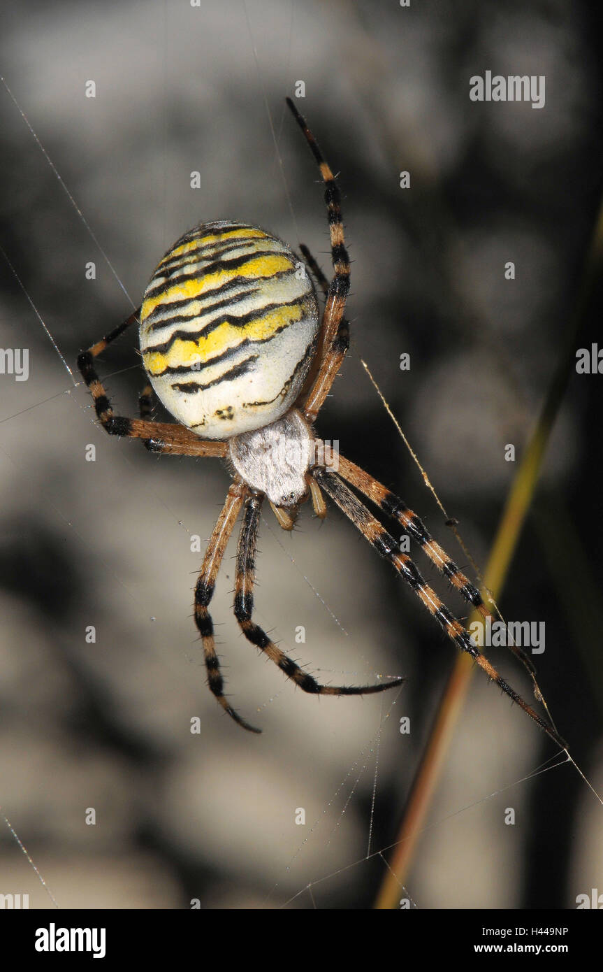 Pin de la avispa, zebra araña, cordón de seda, pin, red femenina muestra en zigzag, Foto de stock