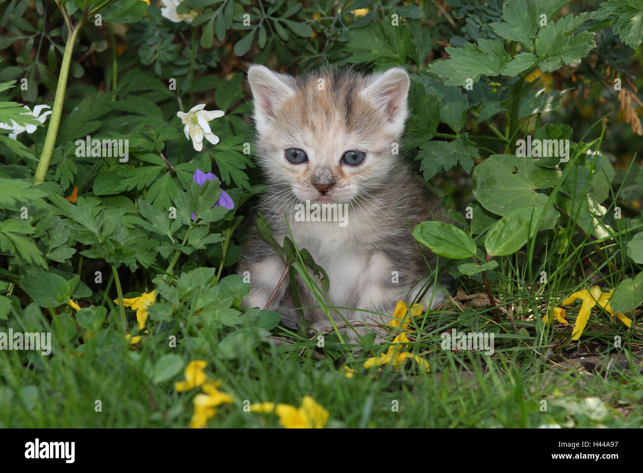 Gato, jóvenes, sentarse, Pradera, jardín, animales, mamíferos, mascotas, gatos pequeños, Felidae, domestica, Casa gato, animal joven, gatito, pequeño, torpe, torpe, impotentes, dulcemente, jugar, curiosidad, flores, plantas, hervorschauen individualmente, por sí solos, los animales jóvenes, los animales, la naturaleza, el bebé fuera, Foto de stock