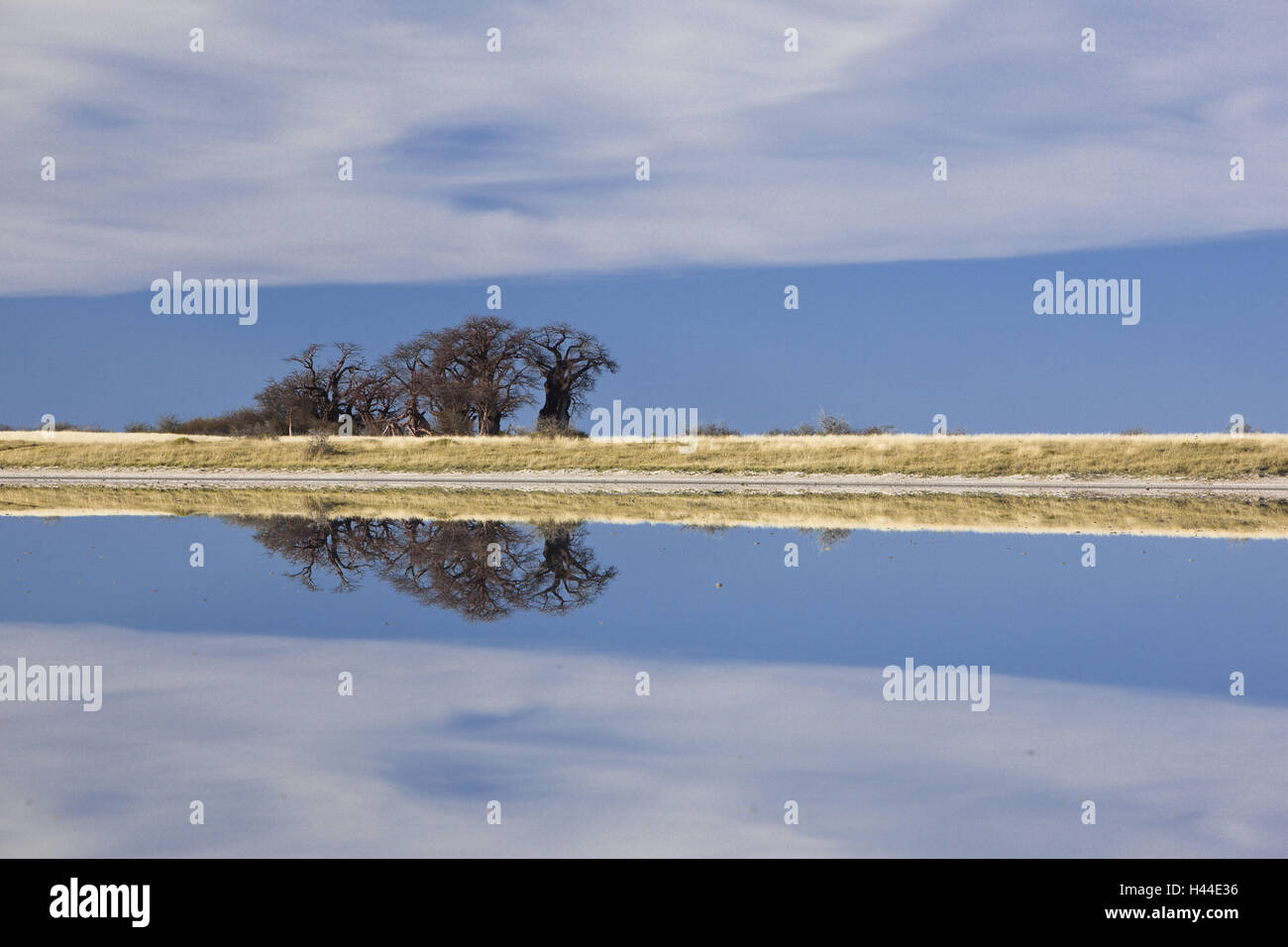 África, Botswana, distrito del noroeste, parque nacional Nxai-Pan Baines-Baobabs, Adansonia digitata, agua, mirroring Foto de stock
