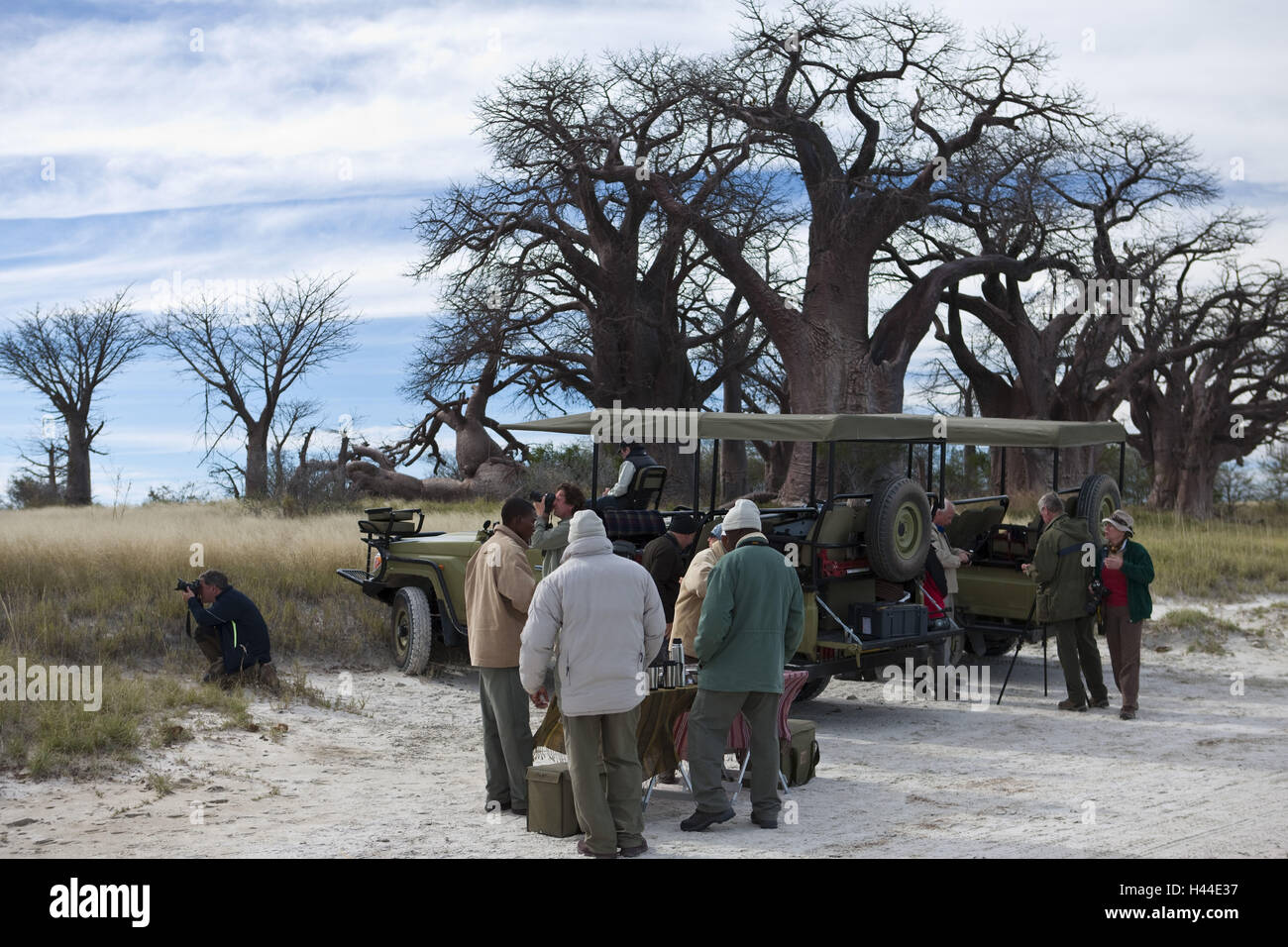 África, Botswana, distrito del noroeste, parque nacional Nxai-Pan Baines-Baobabs, turista Foto de stock