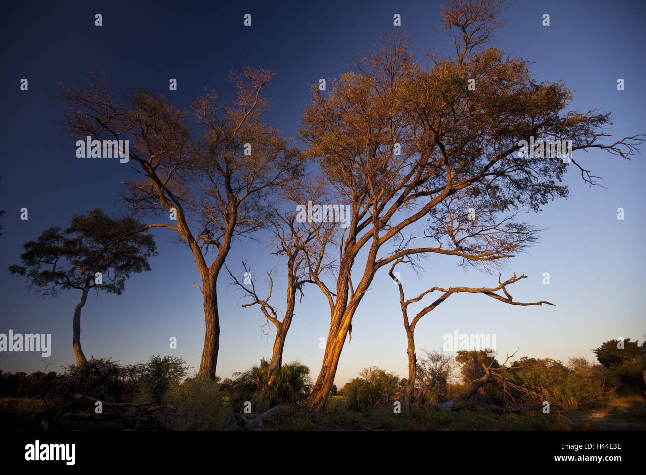 África, Botswana, distrito del noroeste, delta Okawango, árboles, luz del atardecer, Foto de stock