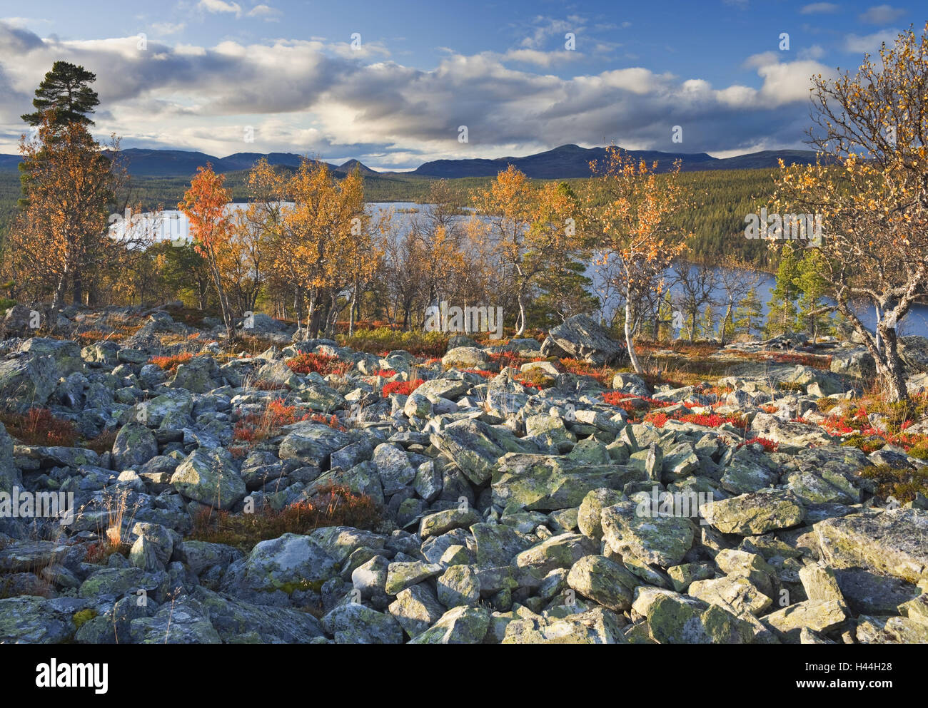 Noruega Hedmark, Gutulia national park, Lake, otoño, Foto de stock