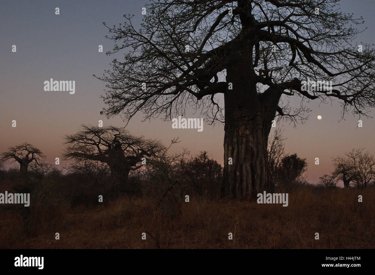 África, Tanzania, el parque nacional Ruaha, escenografía, Daybreak, Foto de stock