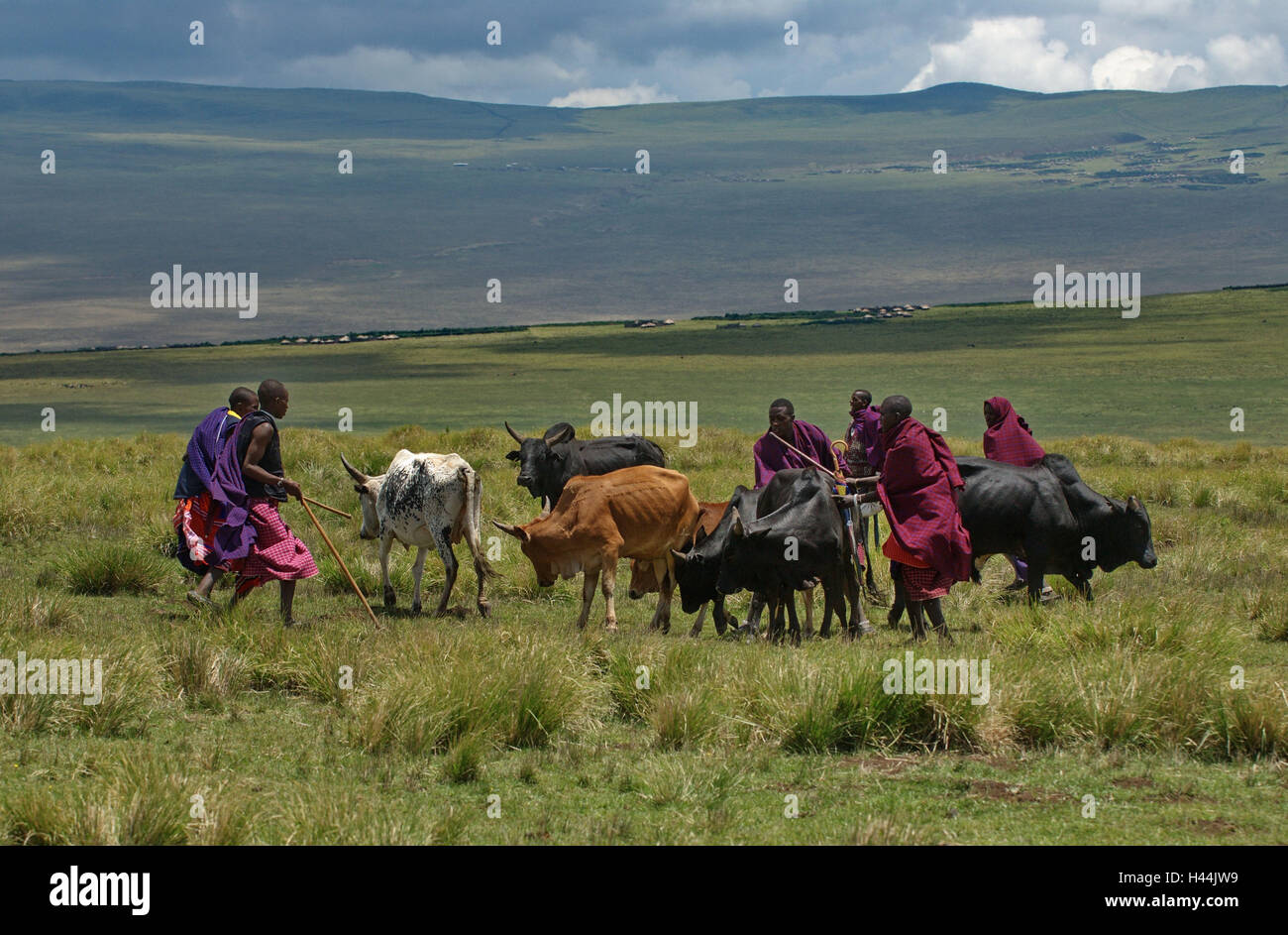 África, Tanzania, Ngorongoro Highland, Massai, arrear ganado, Foto de stock