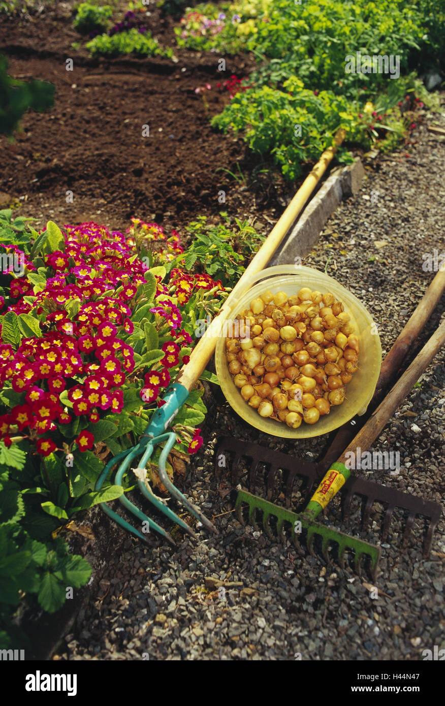 Jardín, huerto, cuchara, bulbo, primavera, verano, plantas, flores, primrose, jardinería, camino, camino del jardín, rastrillo, herramientas de jardinería, rastrillos, bombilla, bombillas, Foto de stock