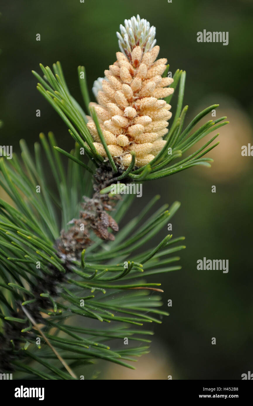 Moro-Mountain Pine, Pinus mugo ssp. Rotundata, detalle, sucursal Foto de stock