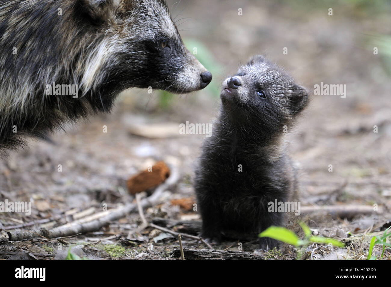 El perro mapache Nyctereutes procyonoides, madre, animal y cachorro  Fotografía de stock - Alamy
