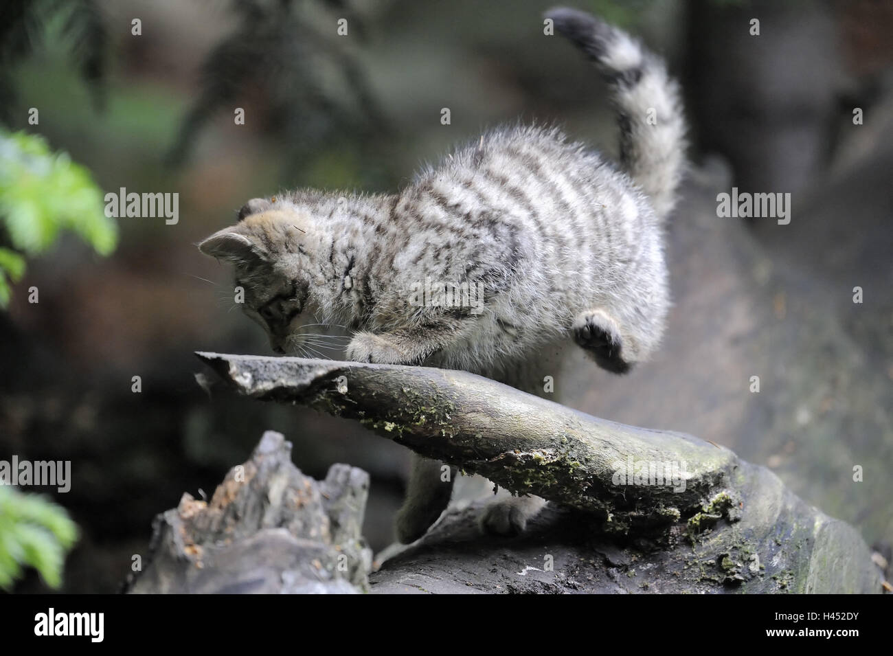 Gato Montés, Felis silvestris, joven animal, Foto de stock