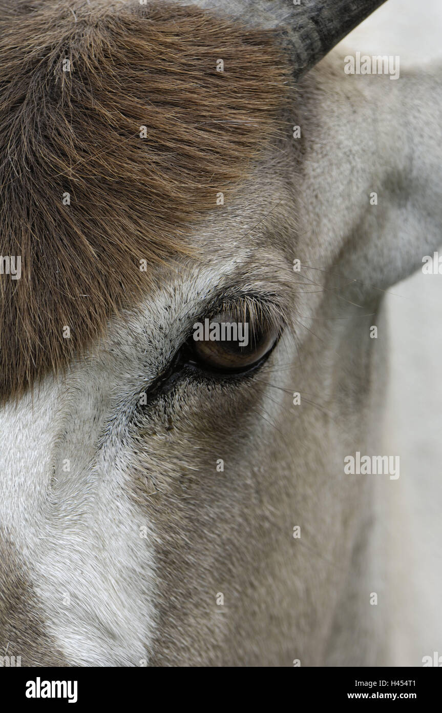 Addax addax nasomaculatus fotografías e imágenes de alta resolución - Alamy