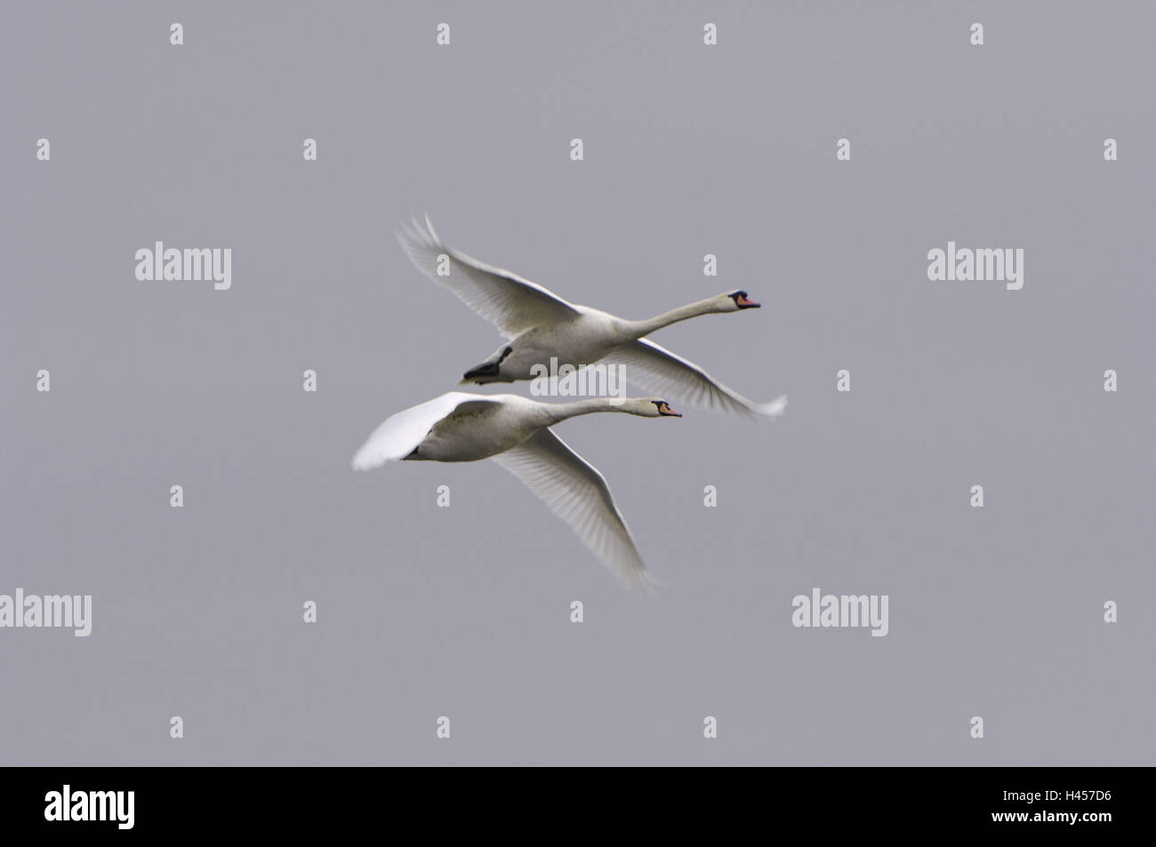 Joroba cisnes, Cygnus olor, vuelo, Foto de stock