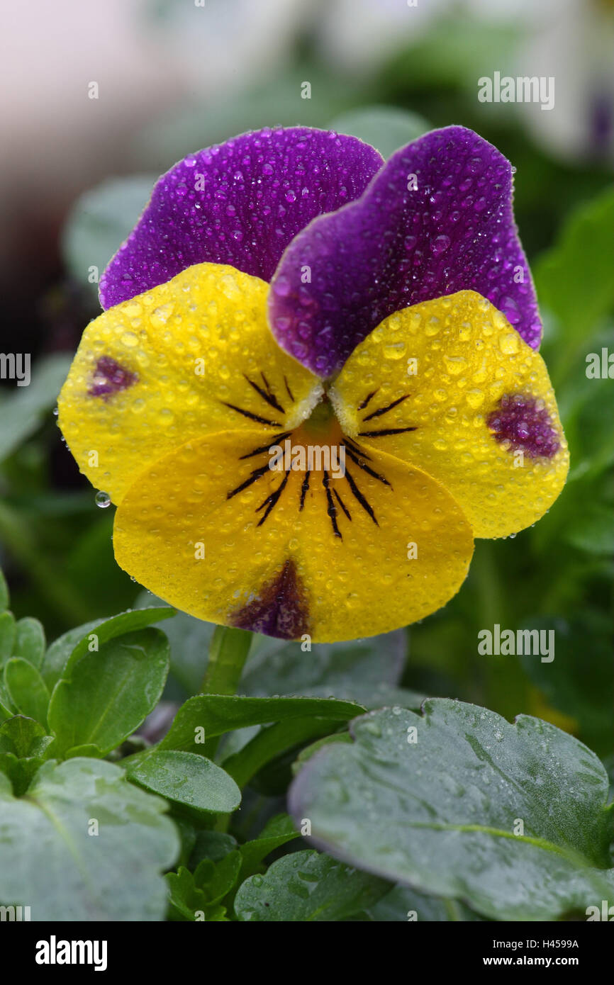 Cuerno violetas, viola cornuta, flor, flor, jardín, planta, planta  ornamental, violeta, planta cultivada, flores ornamentales, jardín de  flores, los pétalos, amarillo, malva, bichrome, húmedo, gotas de agua,  dewdrops Fotografía de stock -