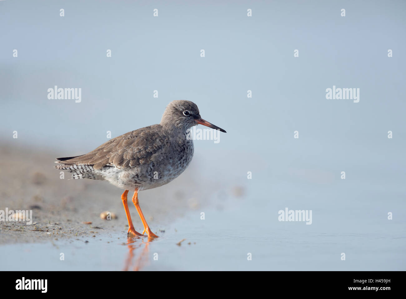 Redshank / Rotschenkel ( Tringa totanus ), de pie en un barrizal de marea del Mar del Norte, cerca de la línea de flotación. Foto de stock