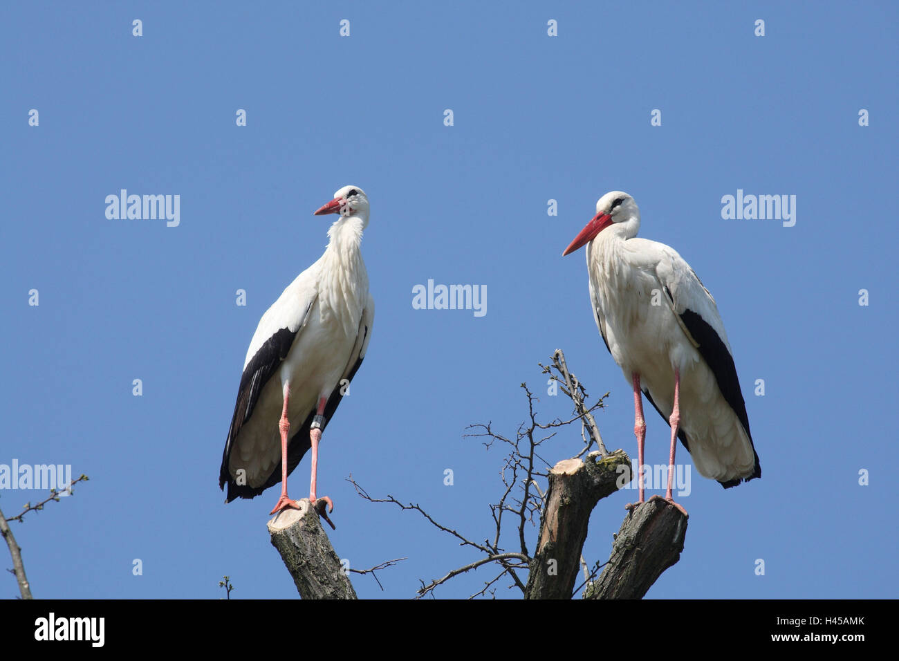 Cigüeña blanca, Ciconia ciconia, dos árboles, sentarse, Foto de stock