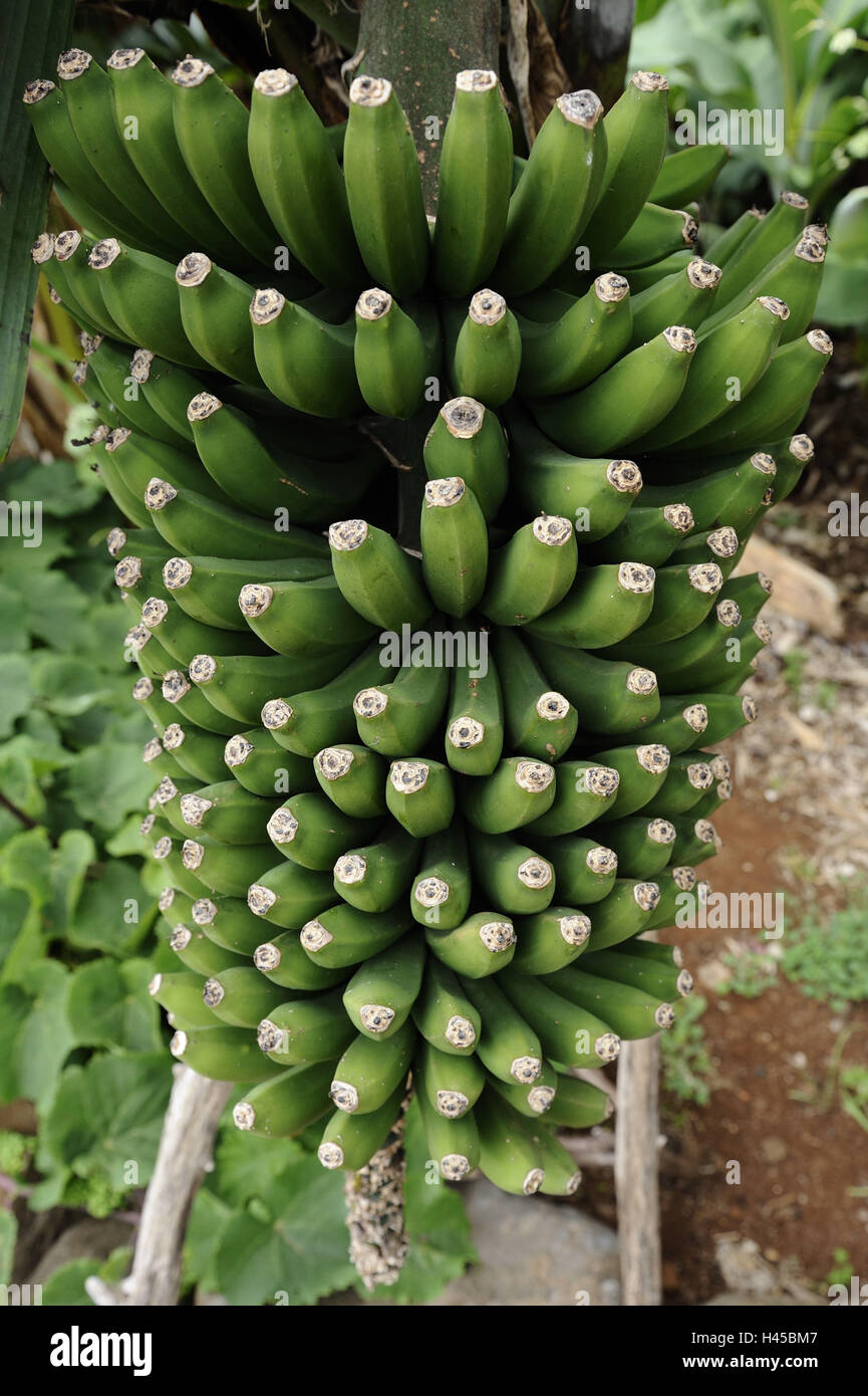 13 Planta De Platano Isoaselyna 3772