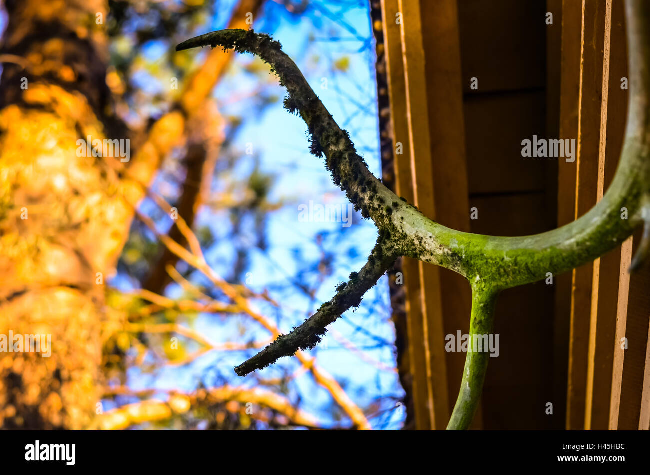Crecido cuernos de ciervo con moss colgando de cabaña de madera Foto de stock