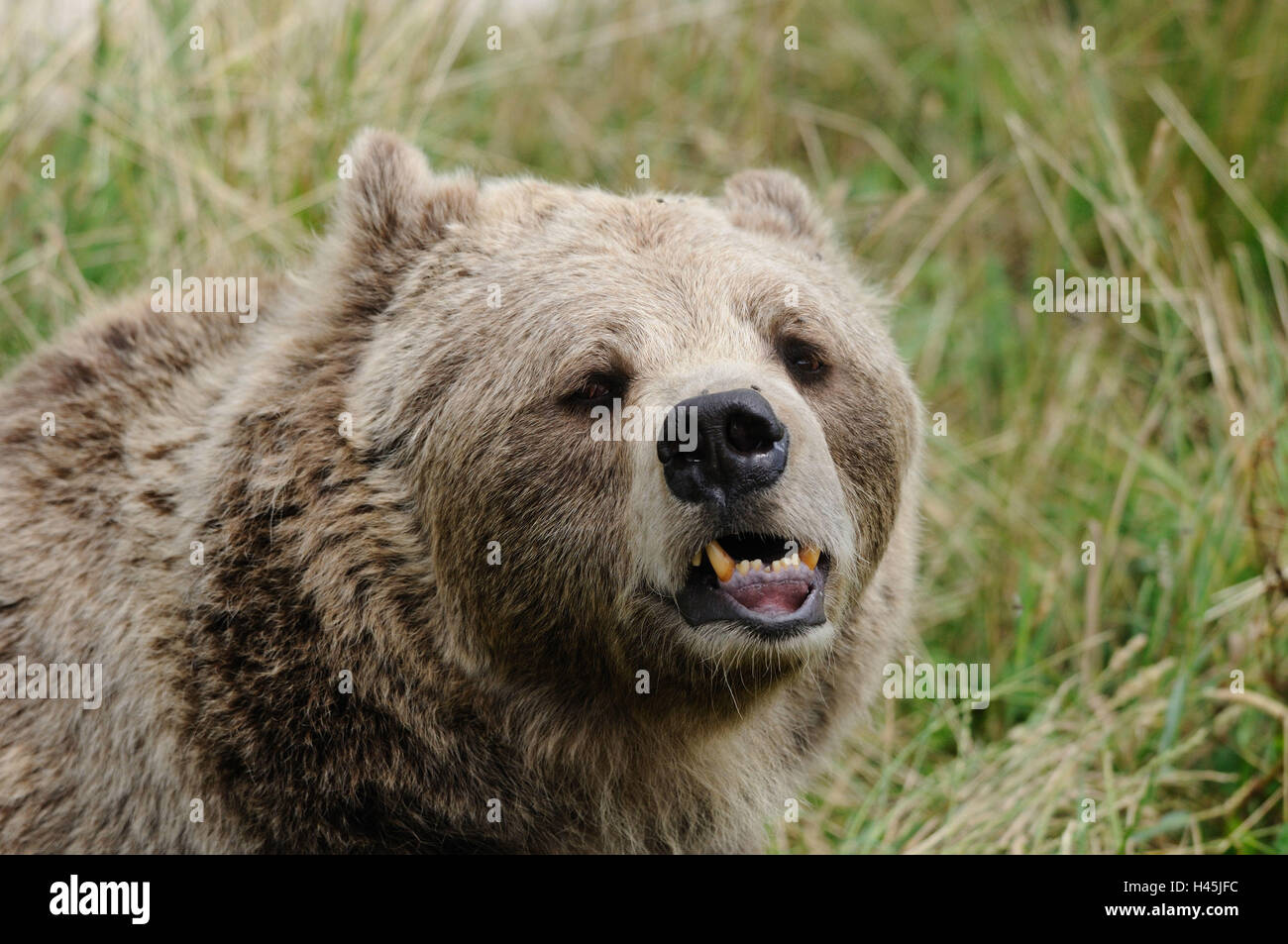 Oso pardo europeo, Ursus arctos arctos, retrato, vista frontal, mirando a la cámara, Foto de stock