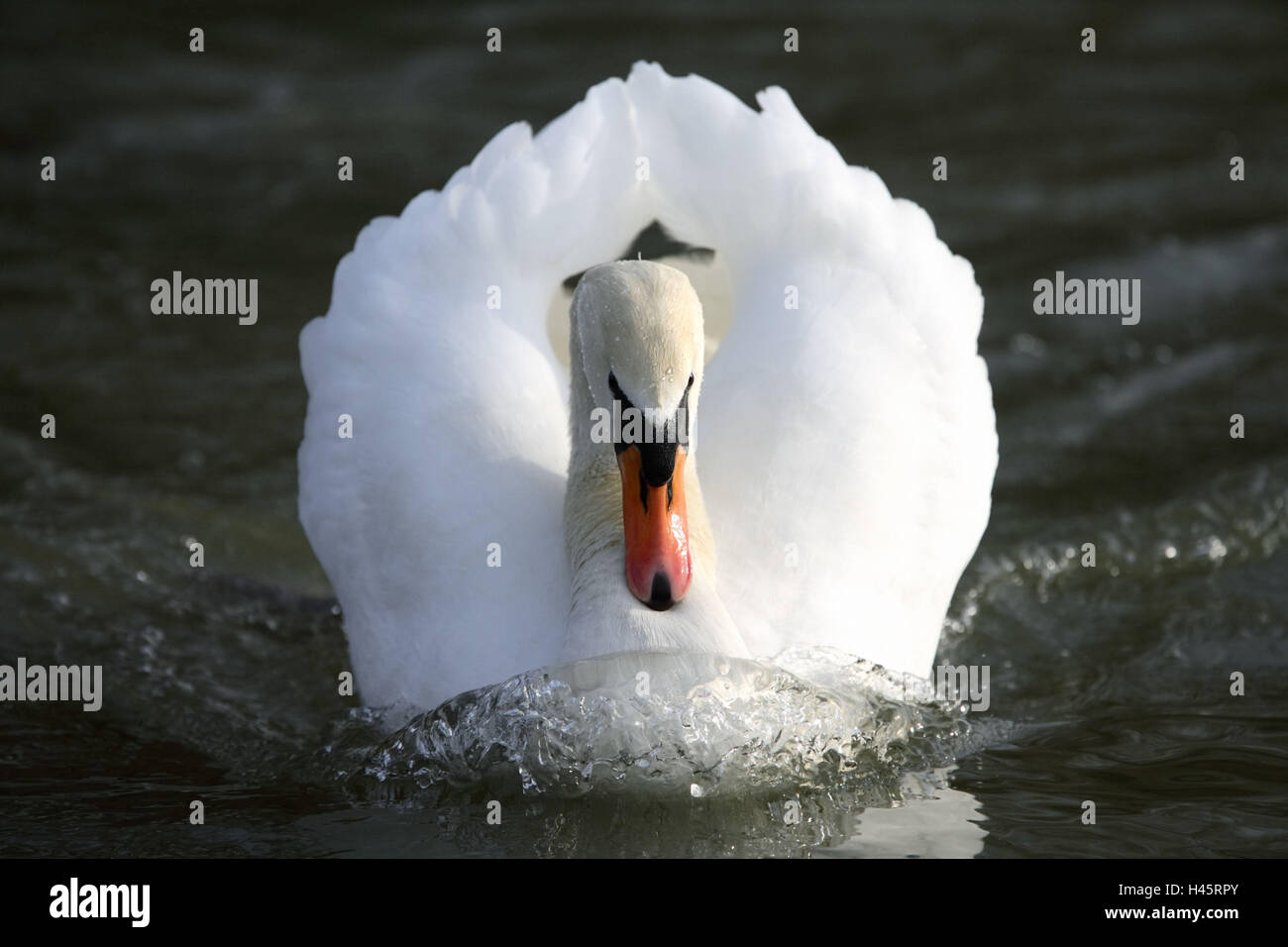 Joroba-swan, Cygnus olor, el agua, el comportamiento de cortejo, Foto de stock