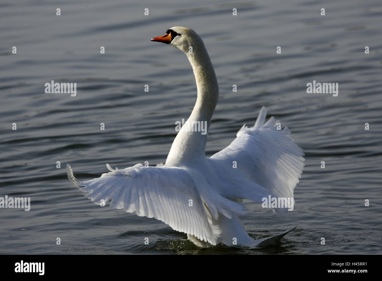 Joroba-swan, Cygnus olor, agua de superficie, el movimiento, la solapa Foto de stock