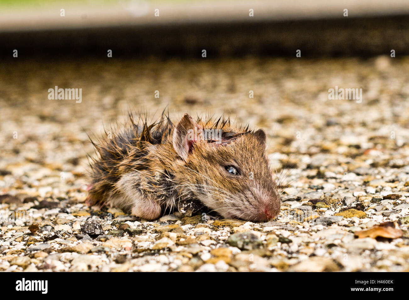 pequeño ratas atrapado con muy pegajoso pegamento trampa para ratas  26795182 Foto de stock en Vecteezy