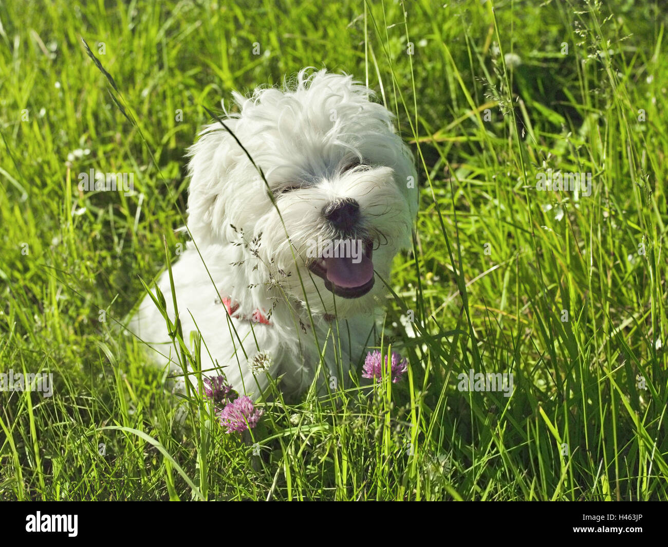 Maltés, el perro, el animal joven, 4 meses, pradera, sentado, Foto de stock