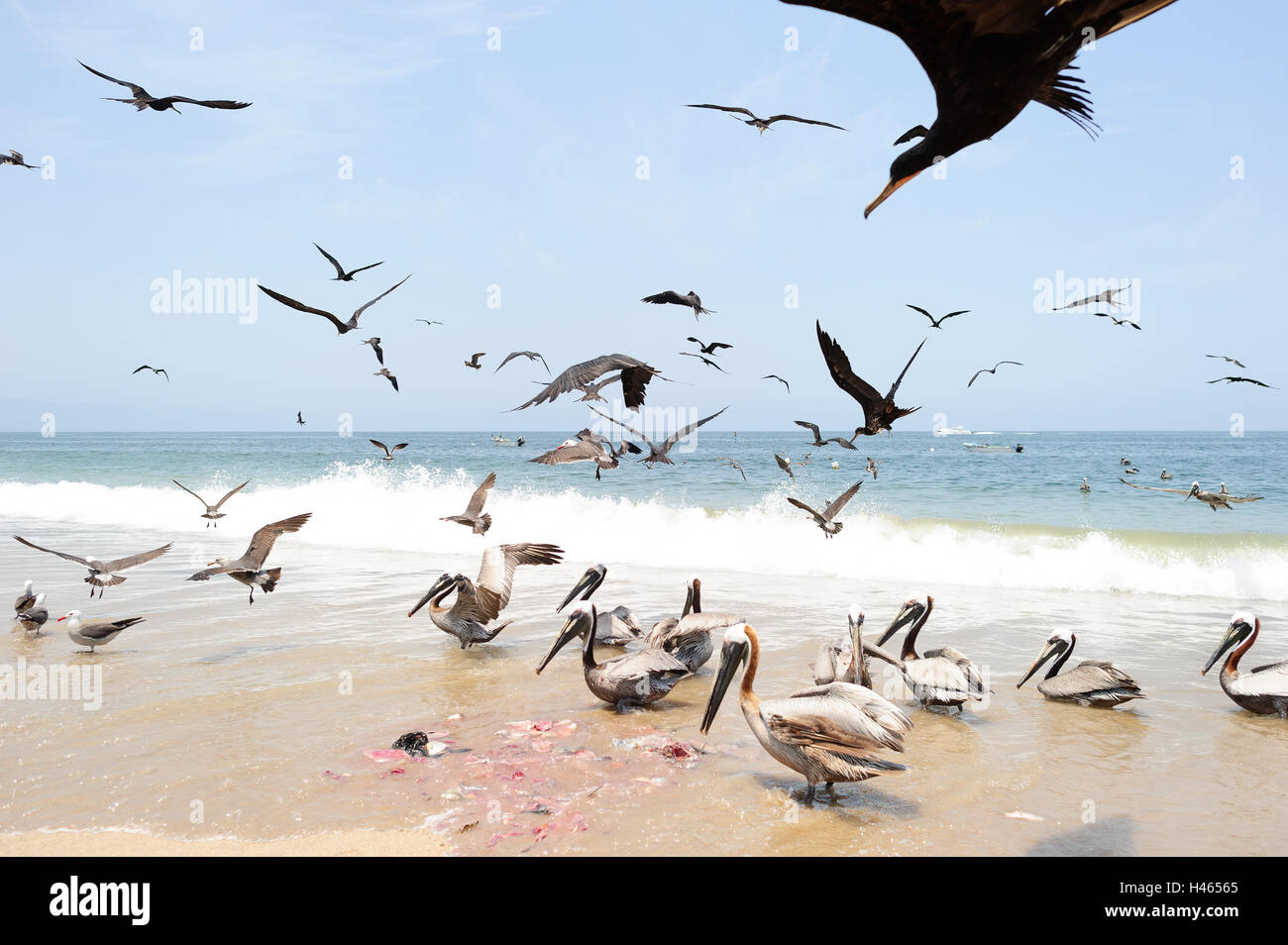 Pájaros volando es una gran bandada de aves volando y se alimentan en la playa. Foto de stock