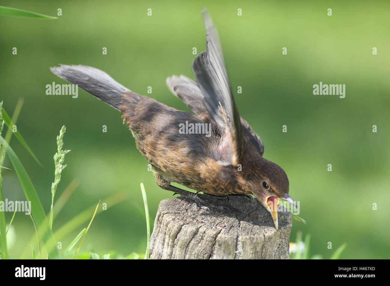 Mirlo, pájaro joven, forro de mendigar, Foto de stock