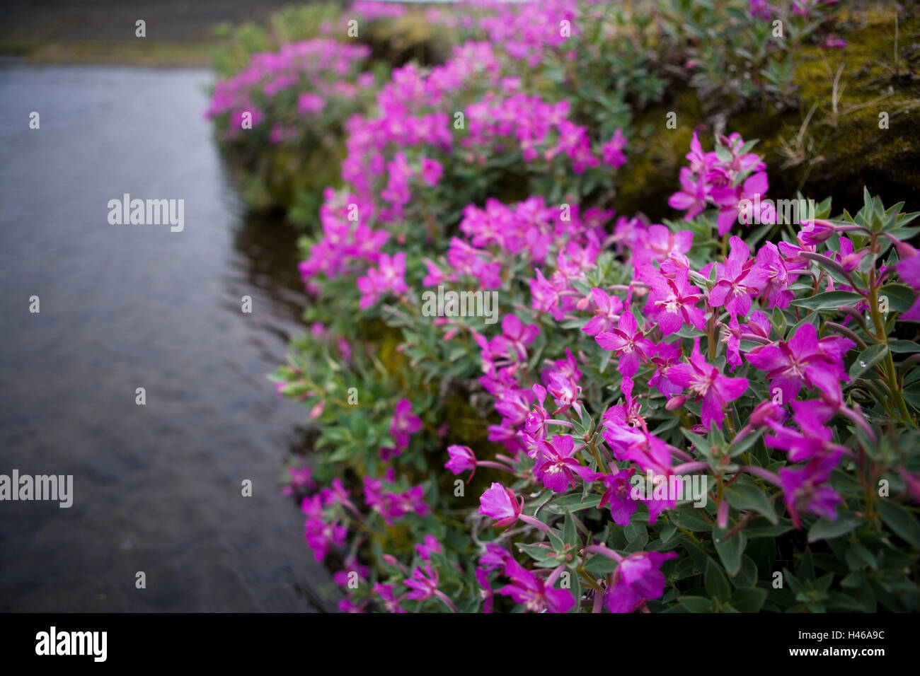 Islandia, Parque Nacional Skaftafell, arctic, poco pasto rose
