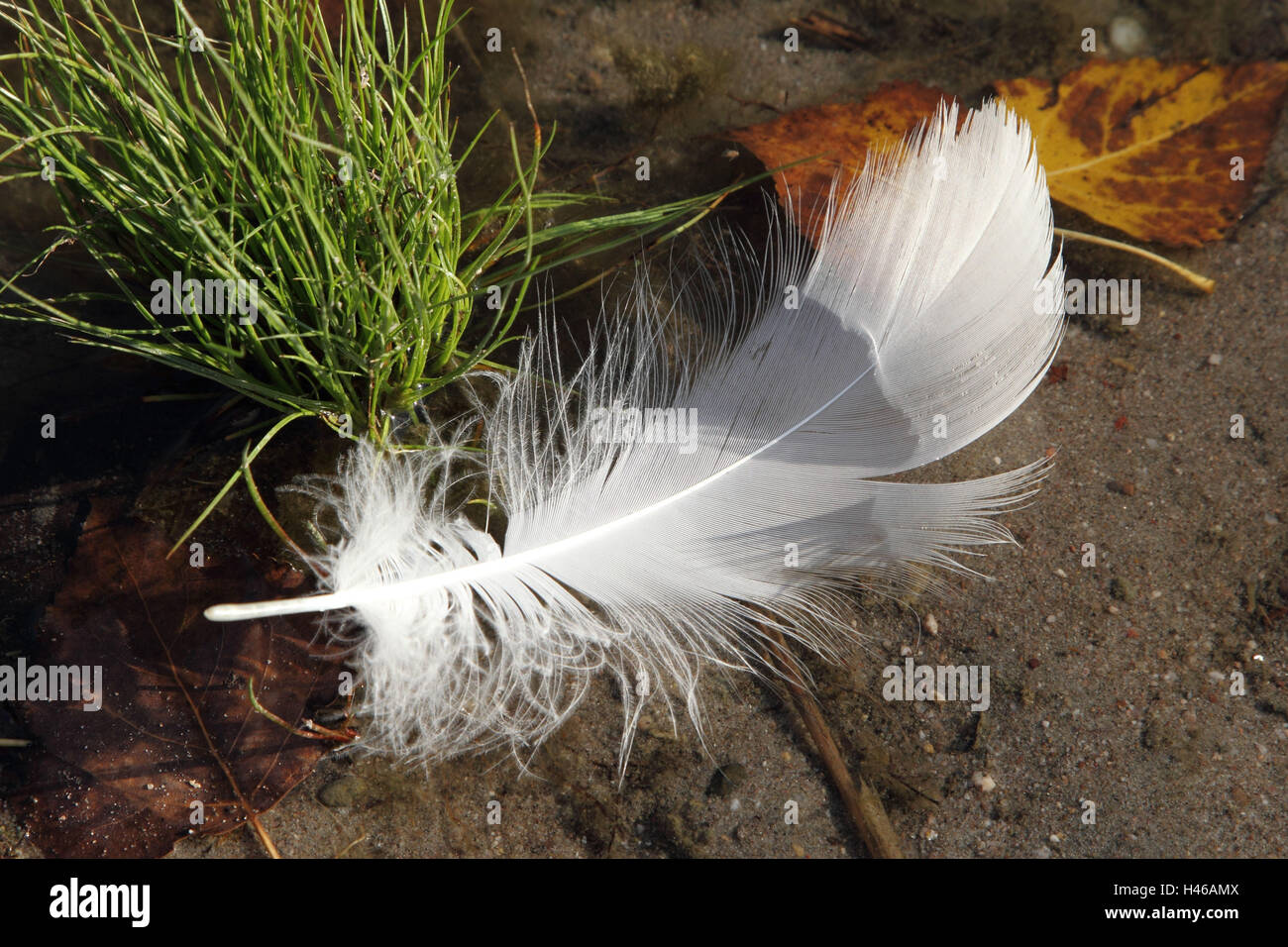 Plumas de cisne en el agua Fotografía de stock - Alamy