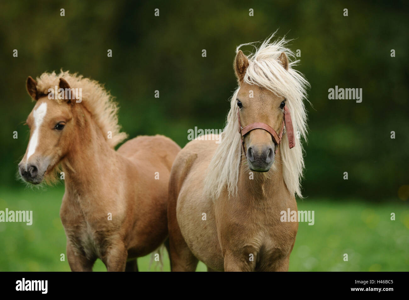 Welsh ponis, madre joven animal, pradera, Foto de stock