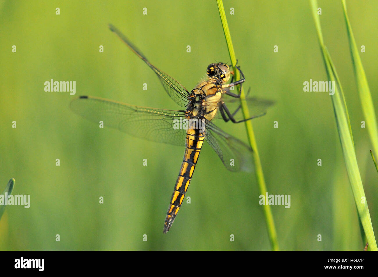 Gomphidae dragonfly, vista lateral, Foto de stock