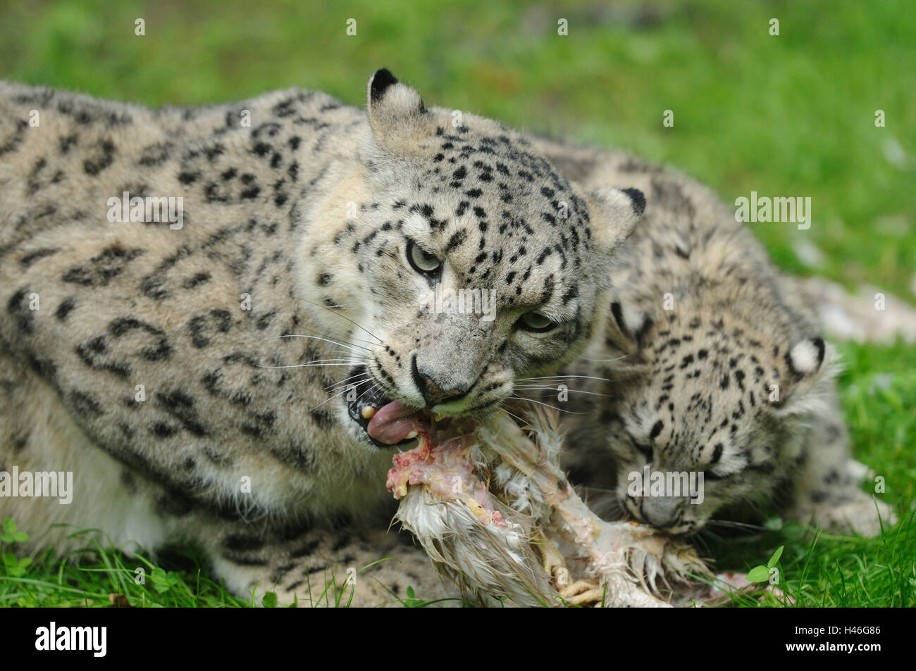 Leopardos comen carne fotografías e imágenes de alta resolución - Alamy