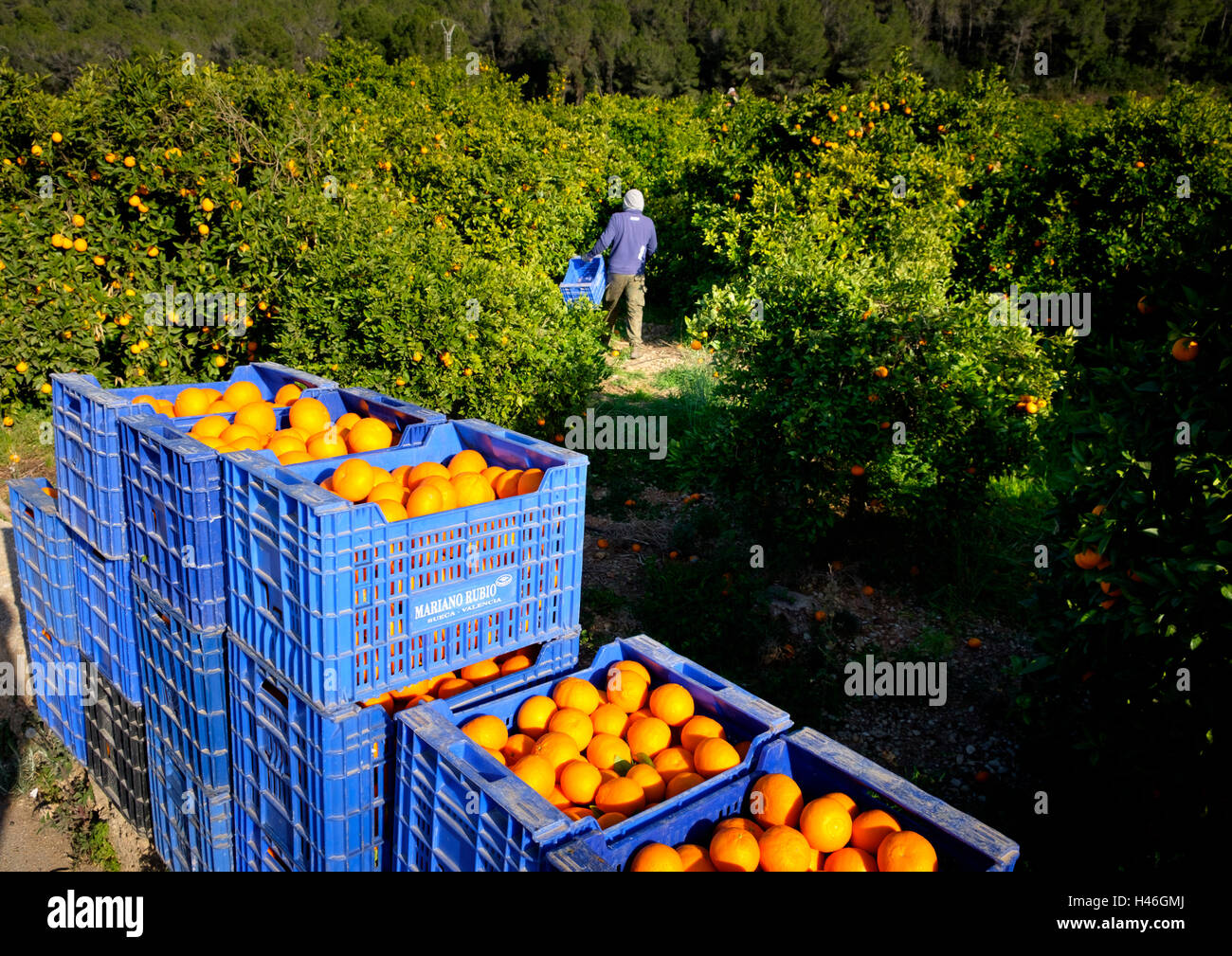 Las naranjas que se cosechan en cajas de plástico por los trabajadores de naranjos en español Fotografía de stock - Alamy