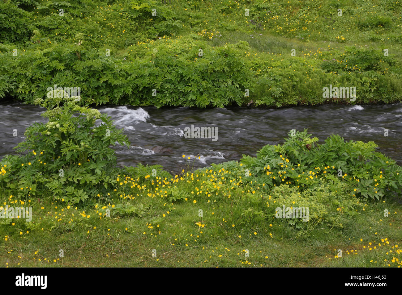 Meadow Brook, Angélica, hierba, pata de cabra, Foto de stock