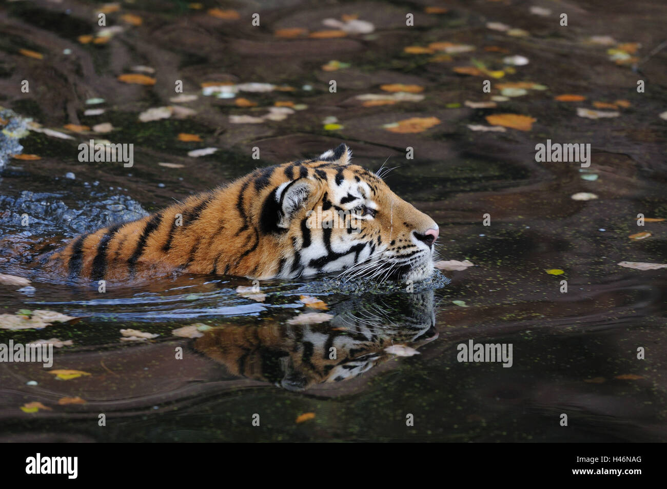 Tigre siberiano, Panthera tigris altaica, agua, vista lateral, nadar