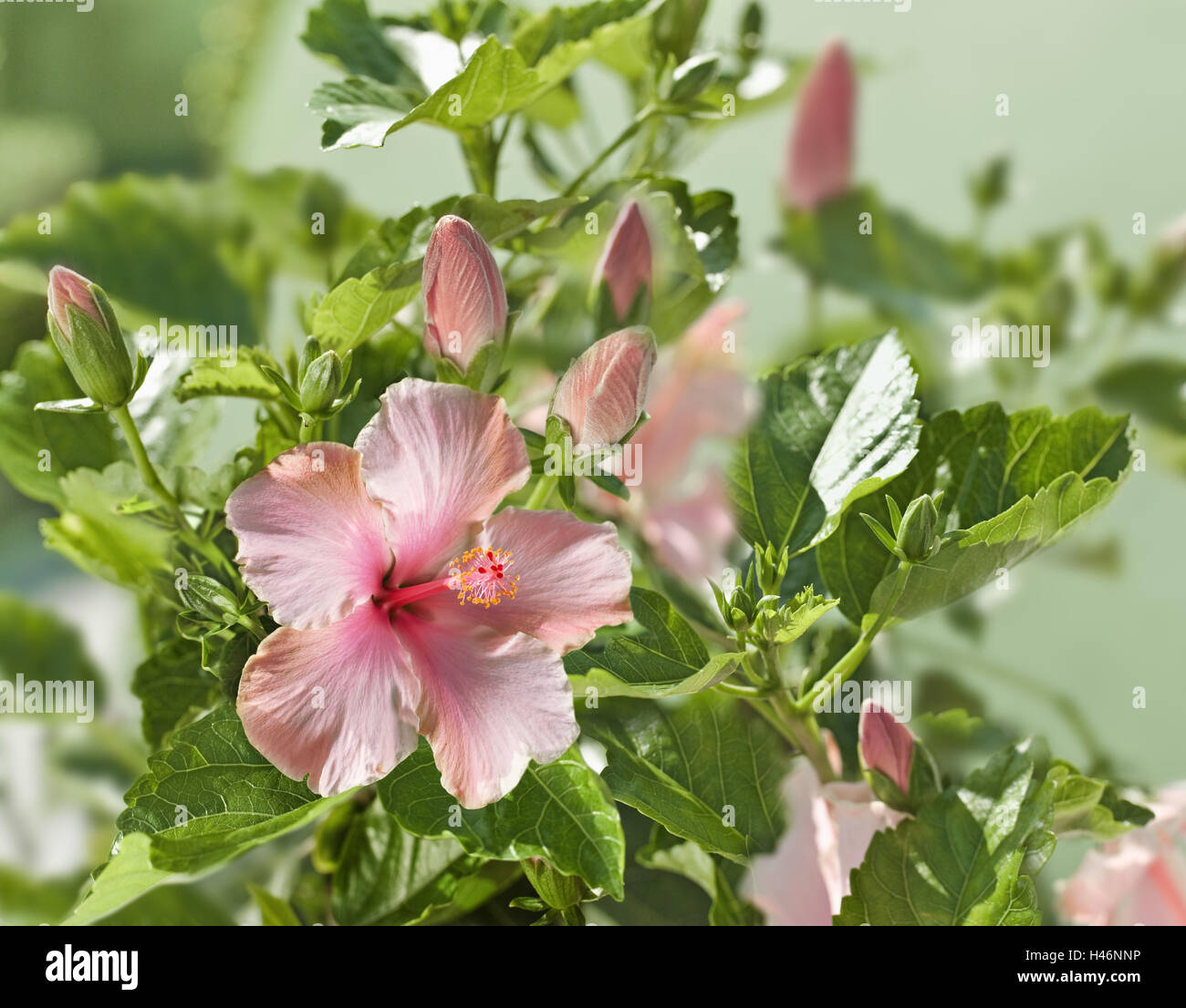 Hibiscus, Hibiscus rosa sinensis, Marsh mallow, mallow planta, Foto de stock