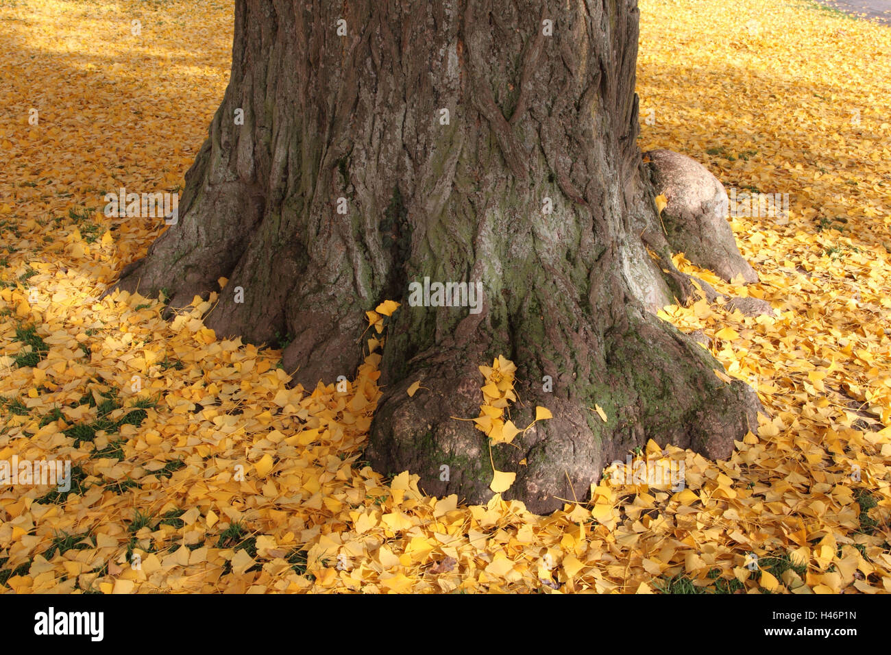 El ginkgo, deja en el suelo, otoño, Foto de stock