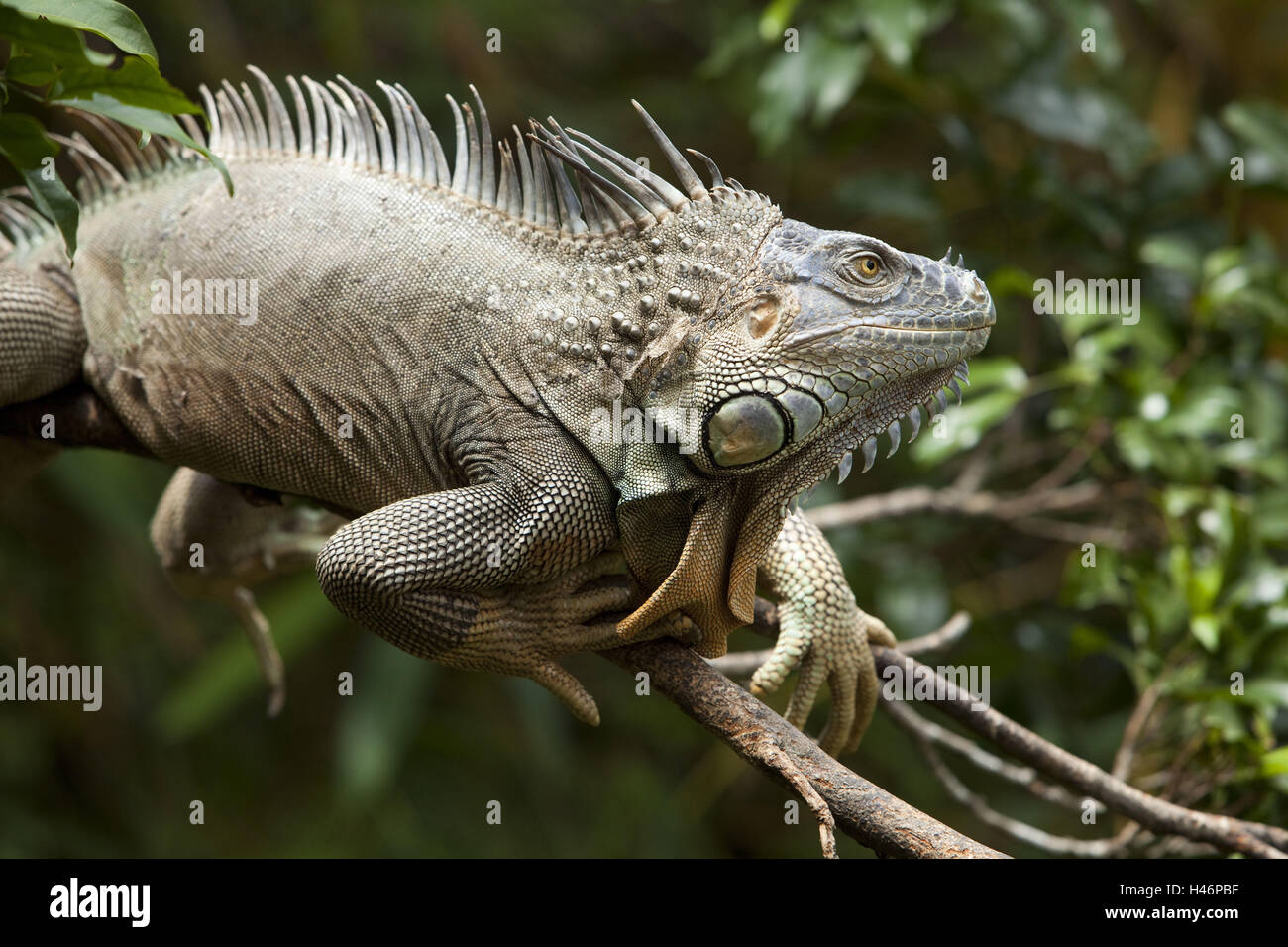 Leguan verde, Iguana iguana, provincia de Alajuela, Costa Rica, reserva natural Cano Negro, Refugio Nacional de Vida Silvestre Caño Negro, Foto de stock