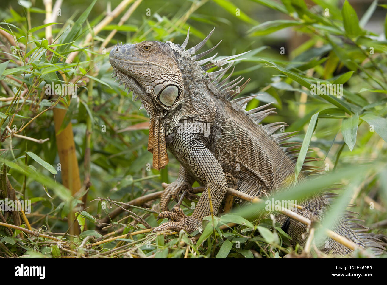 Leguan verde, Iguana iguana, provincia de Alajuela, Costa Rica, reserva natural Cano Negro, Refugio Nacional de Vida Silvestre Caño Negro, Foto de stock