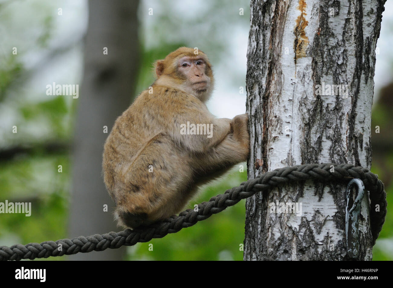 Mono del Bereber, Macaca sylvanus, vista lateral, sentarse, ver en la cámara, el enfoque en el primer plano, Foto de stock